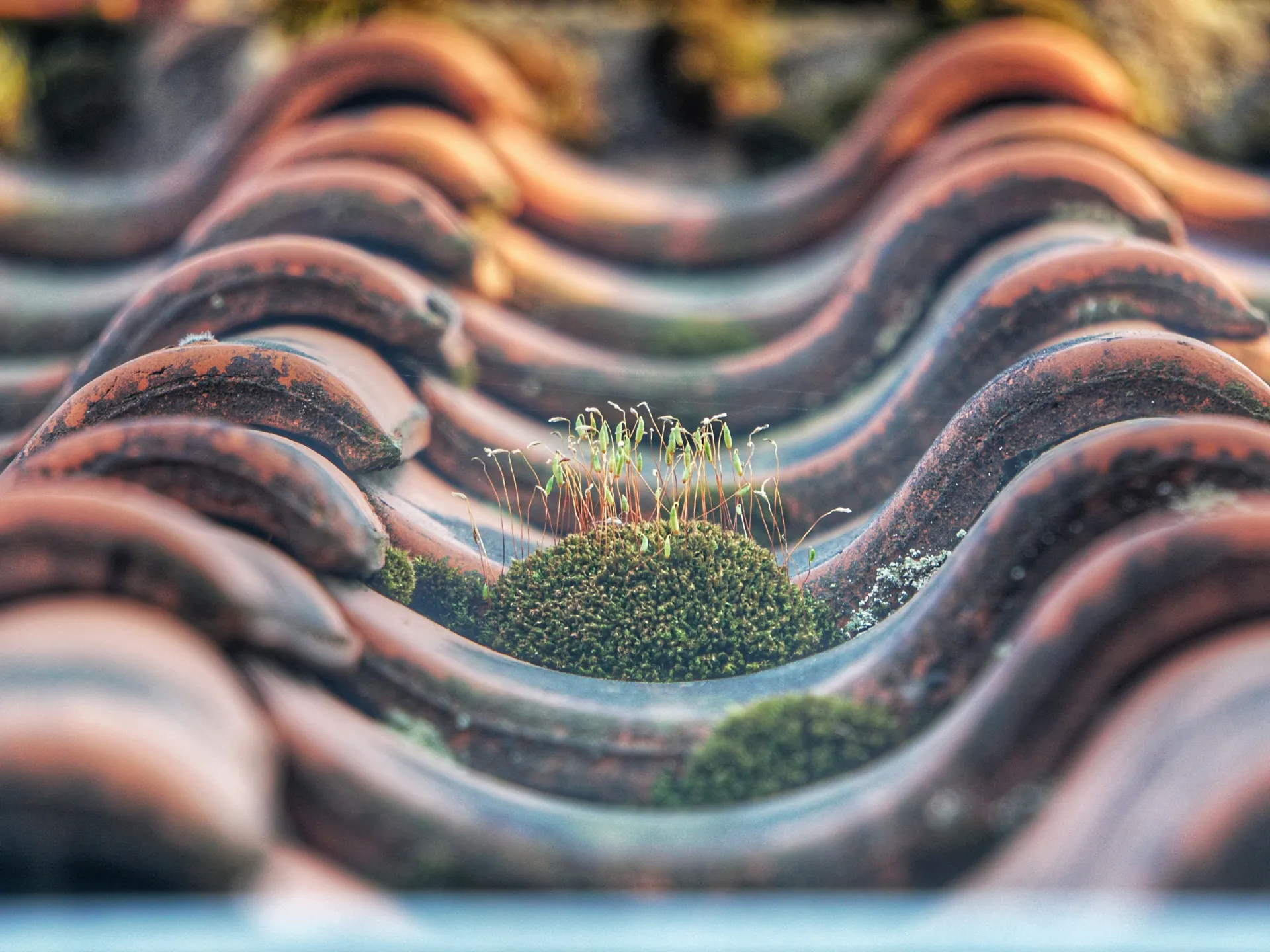 Close-up of terracotta roof tiles with moss and lichen, indicating a need for roof cleaning and maintenance.